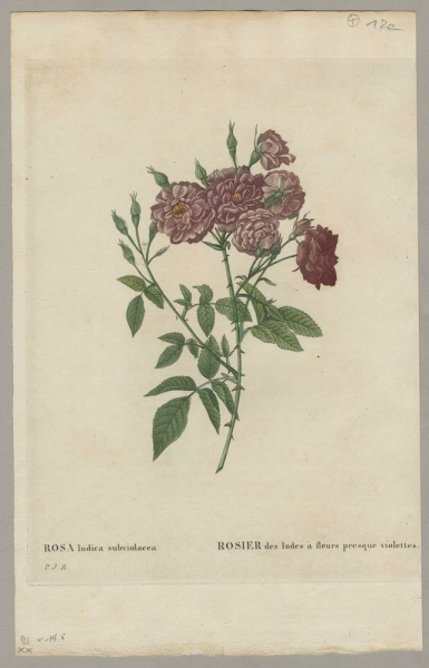 Rose. - Pierre-Joseph Redouté. - Rosa Indica subviolacea / Rosier des Indes à fleurs presque violettes.