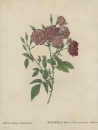 Rose. - Pierre-Joseph Redouté. - "Rosa Indica subviolacea / Rosier des Indes à fleurs presque violettes".