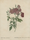 Rose. - Pierre-Joseph Redouté. - "Rosa Indica...