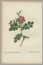 Rose. - Pierre-Joseph Redouté. - "Rosa Rubiginosa Cretica / Rosier de Crete".