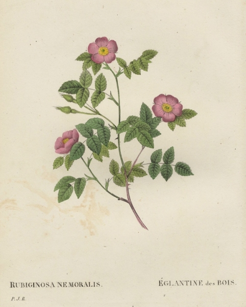 Rose. - Pierre-Joseph Redouté. - "Rubiginosa Nemoralis / Églatine des Bois".