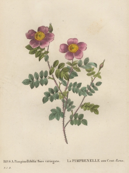Rose. - Pierre-Joseph Redouté. - Rosa Pimpinellifolia...