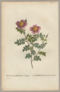 Rose. - Pierre-Joseph Redouté. - "Rosa Pimpinellifolia flore variegato / La Pimprenelle aux Cent-Ecus".