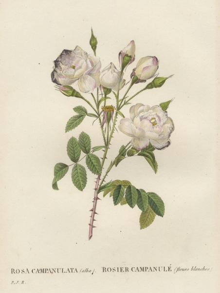 Rose. - Pierre-Joseph Redouté. - Rosa Campanulata /...