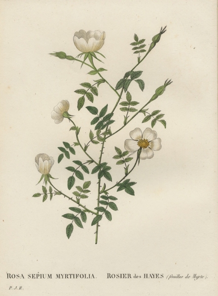Rose. - Pierre-Joseph Redouté. - "Rosa Sepium Myrtifolia / Rosier des Hayes".