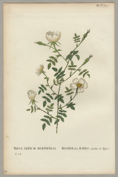 Rose. - Pierre-Joseph Redouté. - Rosa Sepium Myrtifolia / Rosier des Hayes.