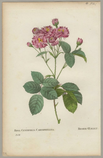 Rose. - Pierre-Joseph Redouté. - Rosa Centifolia Caryophyllea / Rosier OEillet.