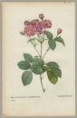 Rose. - Pierre-Joseph Redouté. - "Rosa Centifolia Caryophyllea / Rosier OEillet".