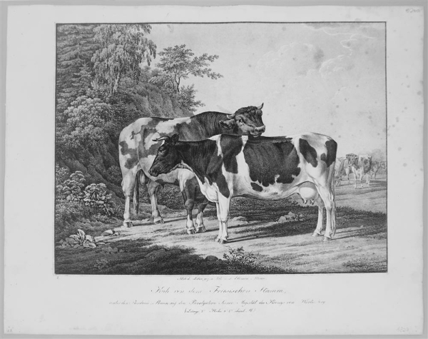 Kühe. - Abbildungen der Rindvieh- und anderen Hausthier-Racen (...). -  Kuh von dem Friesischen Stamm (...).