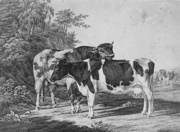Kühe. - "Abbildungen der Rindvieh- und anderen Hausthier-Racen (...)". -  "Kuh von dem Friesischen Stamm (...)".