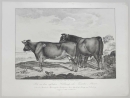 Kühe. - "Abbildungen der Rindvieh- und anderen Hausthier-Racen (...)". -  "Kuh von dem englischen Holdernefs- oder Teeswater-Stamm (...)".