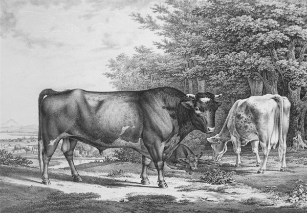 Bullen. - Abbildungen der Rindvieh- und anderen Hausthier-Racen (...). -  Zuchtstier von dem englischen Holdernefs- oder Teeswater- Stamm (...).
