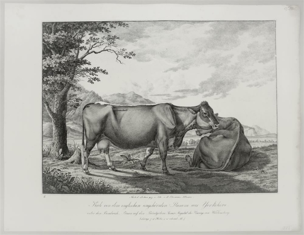 Kühe. - Abbildungen der Rindvieh- und anderen Hausthier-Racen (...). -  Kuh von dem englischen ungehörnten Stamm aus Yorkshire (...).