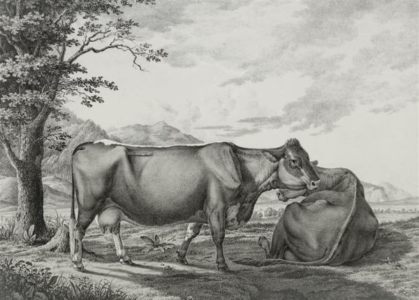 Kühe. - "Abbildungen der Rindvieh- und anderen Hausthier-Racen (...)". -  "Kuh von dem englischen ungehörnten Stamm aus Yorkshire (...)".