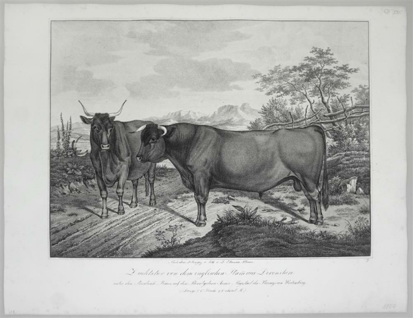 Bullen. - Abbildungen der Rindvieh- und anderen Hausthier-Racen (...). -  Zuchtstier von dem englischen Stam aus Devonshire (...).