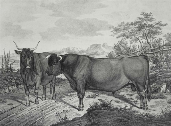 Bullen. - "Abbildungen der Rindvieh- und anderen Hausthier-Racen (...)". -  "Zuchtstier von dem englischen Stam aus Devonshire (...)".