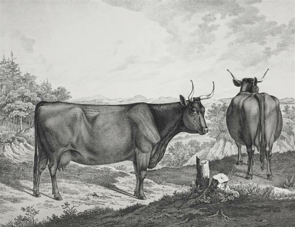 Kühe. - "Abbildungen der Rindvieh- und anderen Hausthier-Racen (...)". -  "Kuh von dem englischen Stam aus Devonshire (...)".