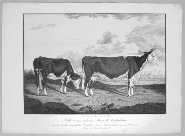 Kühe. - Abbildungen der Rindvieh- und anderen Hausthier-Racen (...). -  Kuh von dem englischen Stamm aus Herefordshire (...).