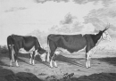 Kühe. - "Abbildungen der Rindvieh- und anderen Hausthier-Racen (...)". -  "Kuh von dem englischen Stamm aus Herefordshire (...)".