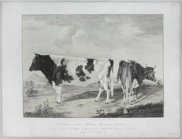 Bullen. - Abbildungen der Rindvieh- und anderen Hausthier-Racen (...). -  Zuchtstier von dem Alderney Stamm aus England (...).