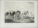 Kühe. - "Abbildungen der Rindvieh- und anderen Hausthier-Racen (...)". -  "Kuh von dem Alderney Stamm aus England (...)".
