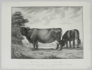 Kühe. - "Abbildungen der Rindvieh- und anderen Hausthier-Racen (...)". -  "Kuh von dem Stamm aus dem Canton Schwyz (...)".