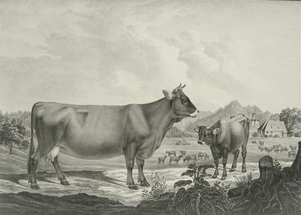Kühe. - Abbildungen der Rindvieh- und anderen Hausthier-Racen (...). -  Kuh von dem Allgaüer Stamm in Oberschwaben (...).