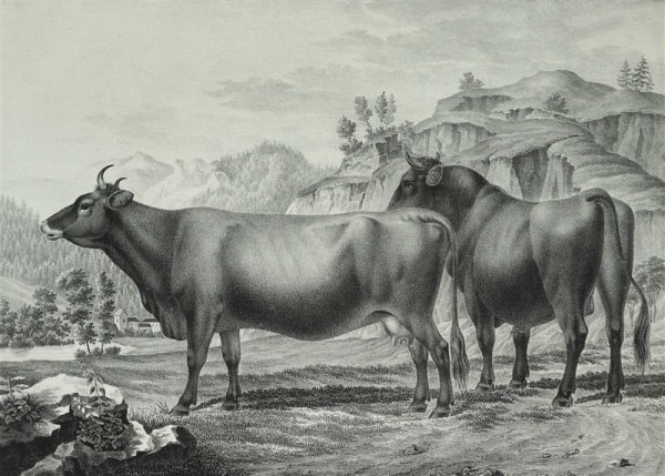 Kühe. - Abbildungen der Rindvieh- und anderen Hausthier-Racen (...). -  Kuh von dem Mürztaler Stamm aus Steyermark (...).
