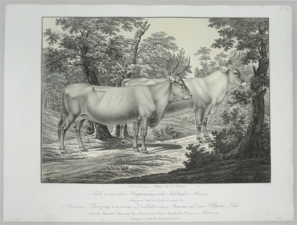 Kühe. - Abbildungen der Rindvieh- und anderen Hausthier-Racen (...). -  Kuh (a) von dem Ungarischen oder Podolischen Stamm (b) Aus einer Kreuzung (...).
