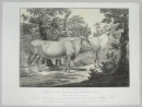 Kühe. - "Abbildungen der Rindvieh- und anderen Hausthier-Racen (...)". -  "Kuh (a) von dem Ungarischen oder Podolischen Stamm (b) Aus einer Kreuzung (...)".