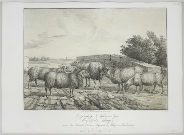 Schafe. - Abbildungen der Rindvieh- und anderen Hausthier-Racen (...). -  Langwollige / Kurzwollige Englische Schaafe (...).