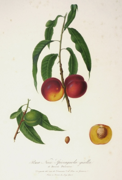 Pfirsich (Prunus persica). - "Pesca Noce Spiccagnola gialla".