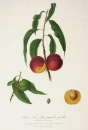 Pfirsich (Prunus persica). - "Pesca Noce Spiccagnola...