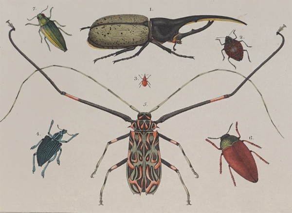 Insekten. - Friedrich Philipp Wilmsen. - Käfer.
