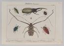 Insekten. - Friedrich Philipp Wilmsen. -...