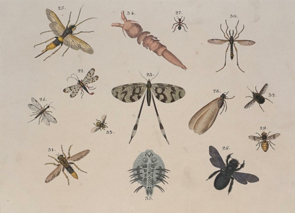Insekten. - Friedrich Philipp Wilmsen. - Fliegen, Wespe,...