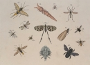 Insekten. - Friedrich Philipp Wilmsen. - "Fliegen,...