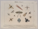 Insekten. - Friedrich Philipp Wilmsen. - "Fliegen,...