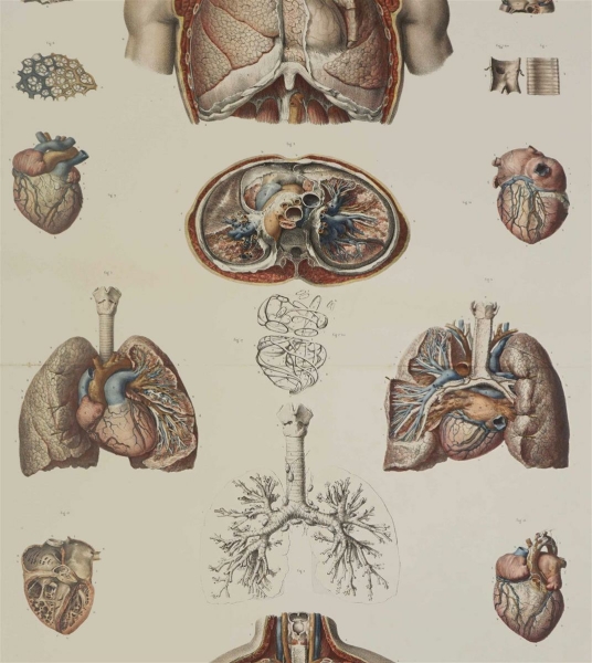 Anatomie. - Herz und Lunge.