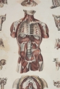 Anatomie. - "Muskelbau".