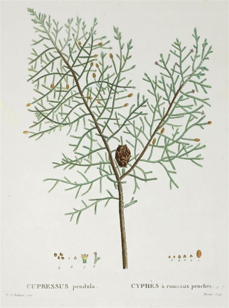 Tränen-Zypresse. - Cupressus pendula. - Pierre-Joseph Redouté. - "Cupressus pendula / Cyprès à rameaux penchés".