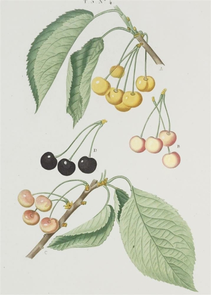 Sauerkirsche. - Prunus cerasus. - Pierre-Joseph Redouté. - "Cerasus / Cerisier".