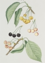 Sauerkirsche. - Prunus cerasus. - Pierre-Joseph...