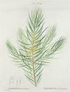 Silberbaumgewächse. - Persoonia linearis. - Pierre-Joseph Redouté. - "Persoonia linearis / Persoonia à la flles. Linéaires".