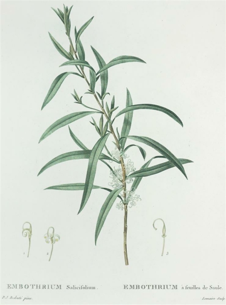 Silberbaumgewächse. - Hakea salicifolia. - Pierre-Joseph Redouté. - Embothrium Salicifolium / Embothrium à feuilles de Saule.