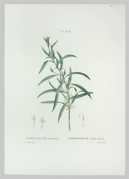 Silberbaumgewächse. - Hakea salicifolia. - Pierre-Joseph Redouté. - Embothrium Salicifolium / Embothrium à feuilles de Saule.