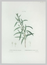 Silberbaumgewächse. - Hakea salicifolia. - Pierre-Joseph Redouté. - "Embothrium Salicifolium / Embothrium à feuilles de Saule".