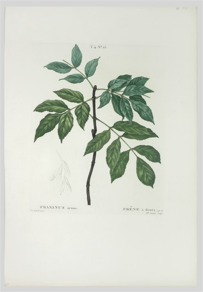 Manna-Esche. - Fraxinus ornus. - Pierre-Joseph Redouté. - Fraxinus ornus / Frêne à fleurs.