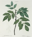 Manna-Esche. - Fraxinus ornus. - Pierre-Joseph...