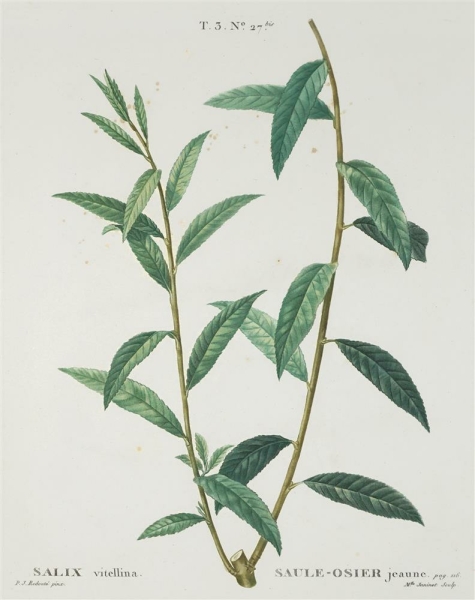 Silber-Weide. - Salix alba. - Pierre-Joseph Redouté. - "Salix vitellina / Saule-Osier jeaune".